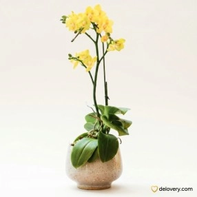 Canary Petite Charm