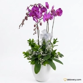 Majestic Orchid