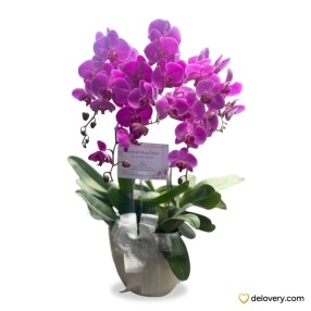 Orchid Quintet Charm