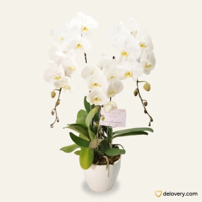 Orchid WIth Me